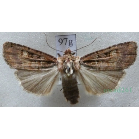 Opigena polygona (Denis & Schiffermüller, 1775) Czech97g